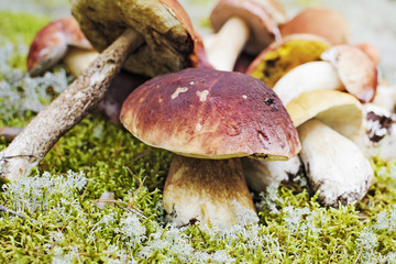 edible mushrooms in the forest