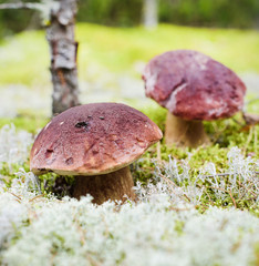 edible mushrooms grow in the forest