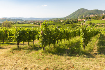 Fototapeta na wymiar View of Prosecco vineyards during summer