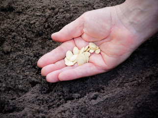 Close up image of woman hand with seeds