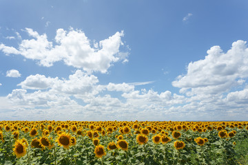Sunflower field in the middle of the day
