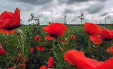 Fototapeta na wymiar wild poppy flower on the background of thunderclouds