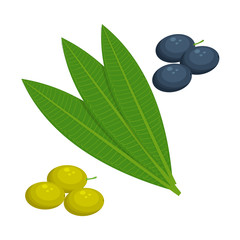 olives leaf vector illustration isolated on white background