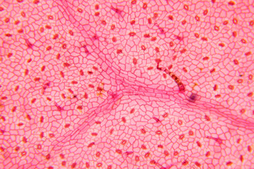 Plant cell surface of leaf under microscope