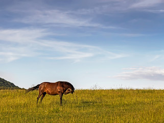 horse grazing in a field near forest