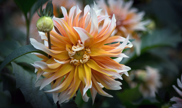 Beautiful Dahlia Flower - Warm Autumn Color Space