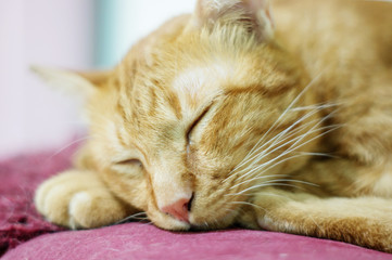 Lovely red cat, soft focus.