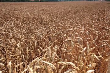 Getreidefeld