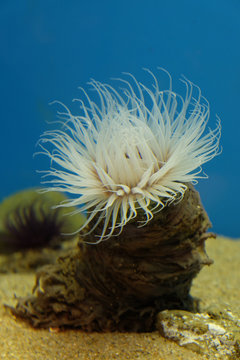 81 Best 磯巾着 Images Stock Photos Vectors Adobe Stock