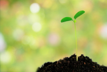 glowing green plant in soil over abstract nature bokeh in pastel tone, idea for hope ,life or future concept background
