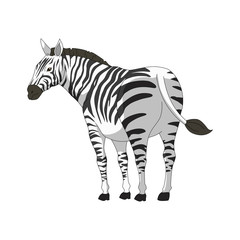 Obraz na płótnie Canvas young zebra