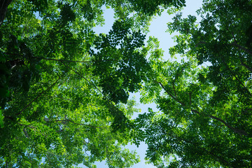 Lines of green trees.