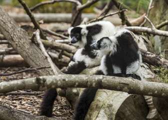 Ruffed Lemurs.