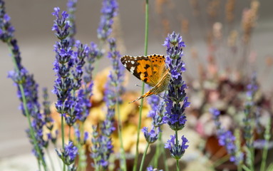 Naklejka premium Butterfly on lavender flower
