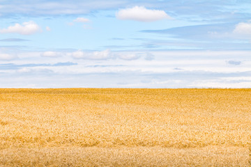 Żniwa © Adam Machocki