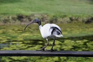 white Ibis on the shore of a pond at the Botanical Gardens in Hervey Bay, Queensland, Australia