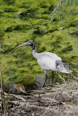 Fototapeta premium white Ibis on the shore of a pond at the Botanical Gardens in Hervey Bay, Queensland, Australia