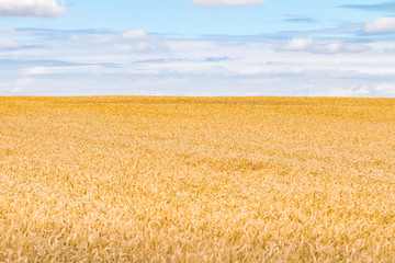 Żniwa © Adam Machocki