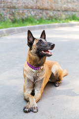 Malinois Belgian Shepherd dog lying on the pavement