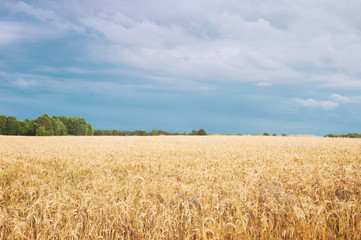 Wheat fields in the middle of the day
