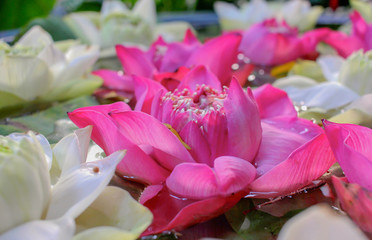 Pink and white lotus background