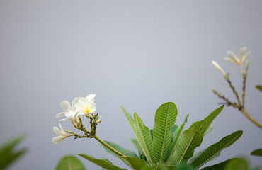 plumeria on the plumeria tree.