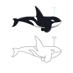 killer whale illustration