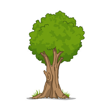 banyan tree illustration