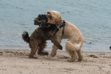 hunde spielen