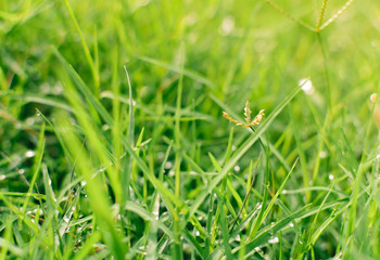 Green grass close up background with sunlight