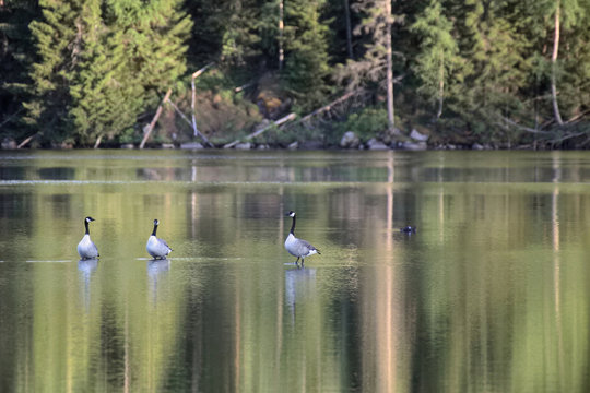 Group of three Canada geese (Branta canadensis) standing in shallow water