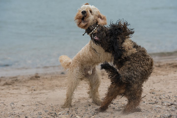 hunde spielen