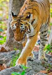 tigress walking on stone in Jim corbett national park, India 
