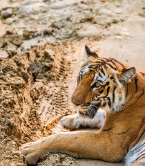 Tigress resting on Muddy path in Jim Corbett National park, India