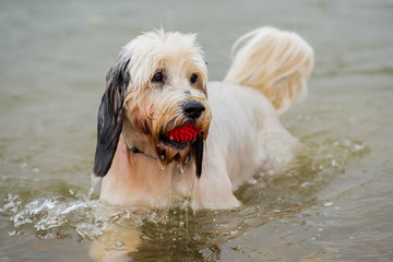 hund im wasser