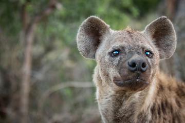 Obraz premium A Spotted hyena looking up.