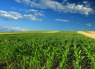 Fototapeta na wymiar Green Corn Field