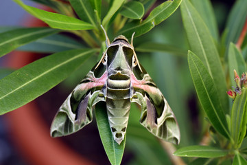 Oleander Hawk Moth on Oleander