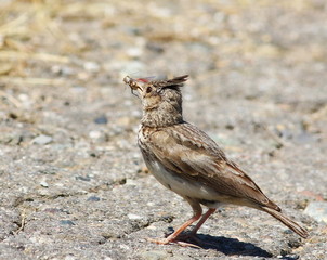 Crested Lark with prey , Galerida cristata