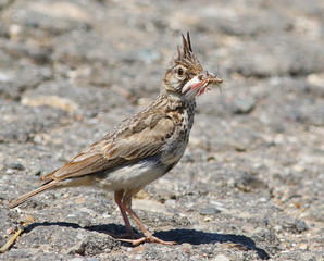 Crested Lark with prey , Galerida cristata