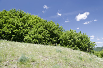 Obraz premium Sunny Blue Sky, Meadow and a tree near Emen