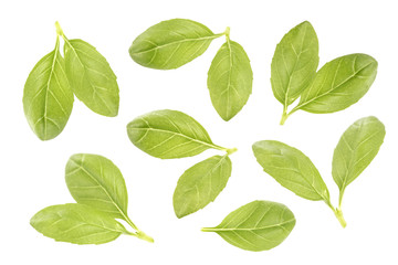 Fresh basil leaves isolated on white background