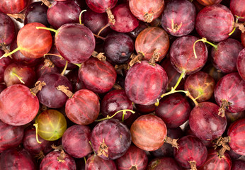 Background of red gooseberry