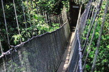 Obraz premium canopy walk view