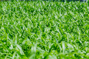 Fototapeta premium A green wave blows through.