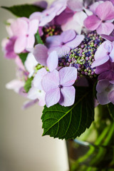 Hydrangea