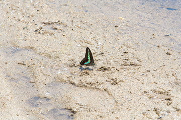 Common bluebottle