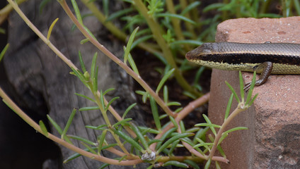 Macro of chameleon or lizard in garden. Beautiful and elegant Reptile.