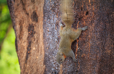 A quirrel eating yellow mango fruit on tree