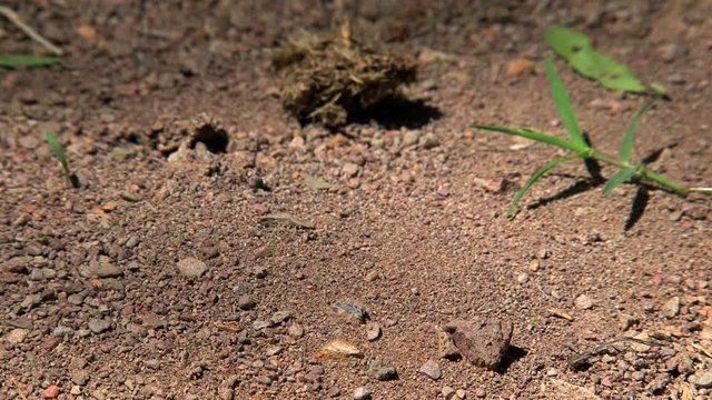 Ants